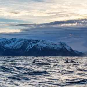 Scattered killer whale fins across the fjord below a snowy massif, Kvænangen, Troms, Norway