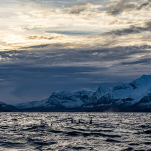 Distant killer whale pod in a wide fjord landscape with snowy peaks, Kvænangen, Troms, Norway