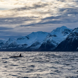Lone killer whale surfacing before steep snowy mountains in blue light, Kvænangen, Troms, Norway
