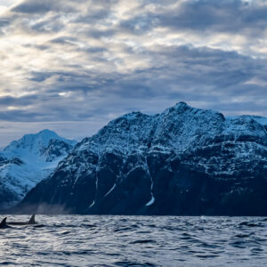 Two small killer whale fins at the foot of a snowy mountain wall, Kvænangen, Troms, Norway