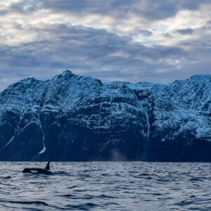 Killer whale fin breaking the surface below a massive snowy cliff, Kvænangen, Troms, Norway
