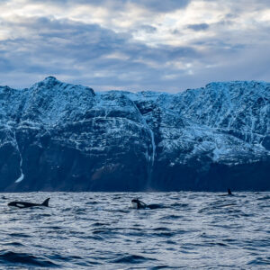 Two killer whales surfacing apart beneath a long snowy mountain face, Kvænangen, Troms, Norway