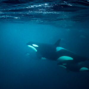 Killer whales swimming just below the surface in blue light, side view, Kvænangen, Troms, Norway