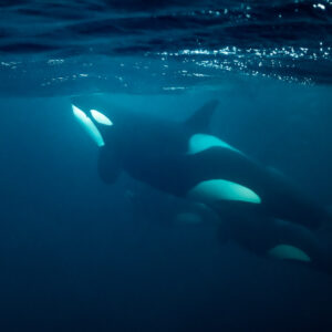 Killer whale gliding beneath the rippled surface with a companion below, Kvænangen, Troms, Norway