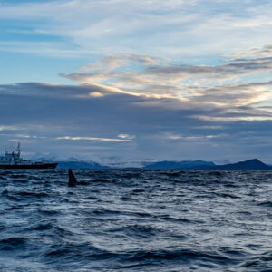 Killer whales surfacing near a ship under pastel clouds, Kvænangen, Troms, Norway