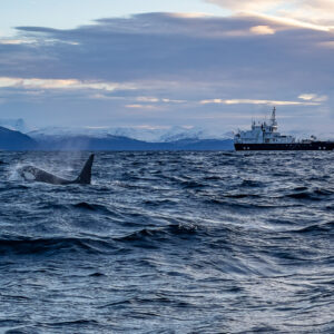 Killer whale blowing at the surface in front of a ship and snowy mountains, Kvænangen, Troms, Norway