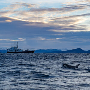 Killer whale back at the surface with a distant ship under evening sky, Kvænangen, Troms, Norway