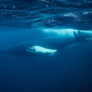 Humpback whale swimming just below the surface with white pectoral fin, Kvænangen, Troms, Norway