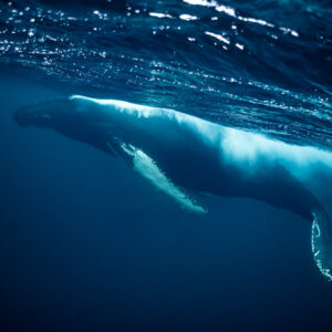 Humpback whale skimming beneath the wavy surface, long pectoral fins down, Kvænangen, Troms, Norway