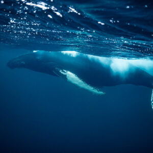 Baleine à bosse croisant sous la surface scintillante, vue de côté, Kvænangen, Troms, Norvège