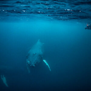 Baleine à bosse approchant de face, observée par un nageur en surface, Kvænangen, Troms, Norvège