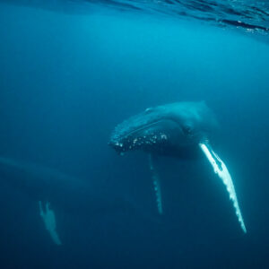 Humpback whale facing camera with long pectoral fin and second whale below, Kvænangen, Troms, Norway