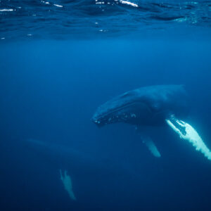 Baleine à bosse de trois quarts dans le bleu profond, autre baleine derrière, Kvænangen, Troms, Norvège