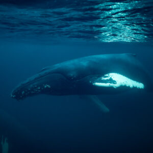 Humpback whale passing below a sunlit surface with glowing pectoral fin, Kvænangen, Troms, Norway