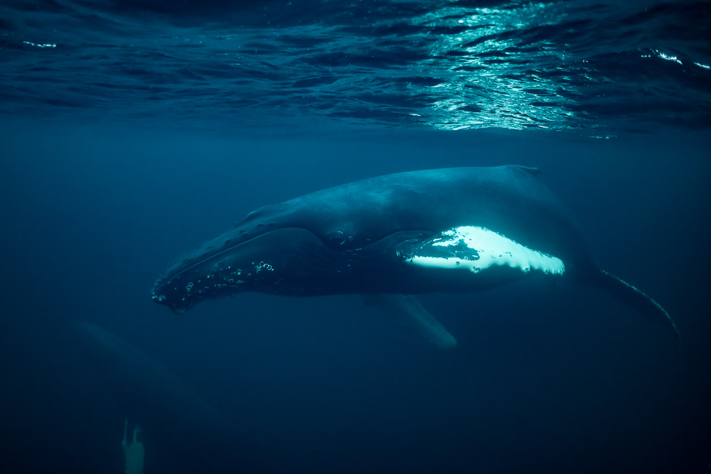 Baleine à bosse passant sous une surface ensoleillée, pectorale lumineuse, Kvænangen, Troms, Norvège