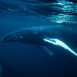 Baleine à bosse de profil sous la surface, pectorale éclairée de blanc, Kvænangen, Troms, Norvège