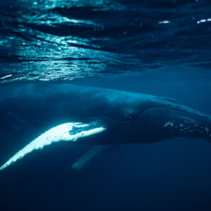 Humpback whale swimming right beneath the shimmering surface, fin forward, Kvænangen, Troms, Norway