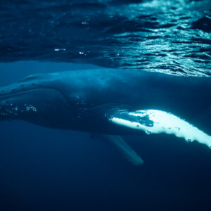 Humpback whale swimming left beneath the surface, white pectoral fin, Kvænangen, Troms, Norway