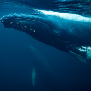Humpback whale head with tubercles close below the surface, Kvænangen, Troms, Norway