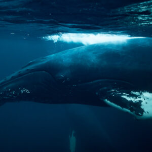 Close view of humpback whale head and pectoral fin near the surface, Kvænangen, Troms, Norway