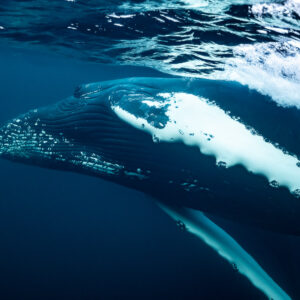 Humpback whale rolling at the surface with pectoral fin and throat pleats, Kvænangen, Troms, Norway