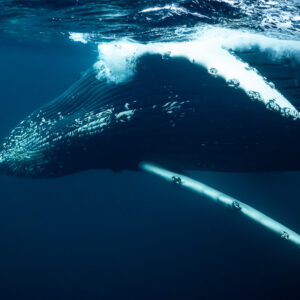 Humpback whale on its side at the surface, both pectoral fins visible, Kvænangen, Troms, Norway