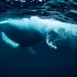 Humpback whale turning at the surface amid white water and bubbles, Kvænangen, Troms, Norway