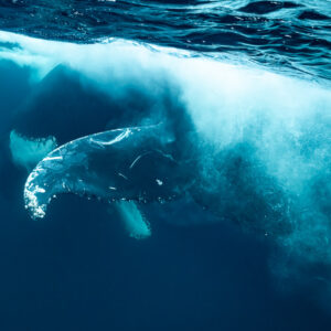 Humpback whale pectoral fin emerging from a cloud of bubbles, Kvænangen, Troms, Norway