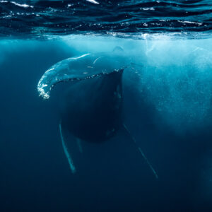Humpback whale diving below the surface trailing bubbles, fins spread, Kvænangen, Troms, Norway