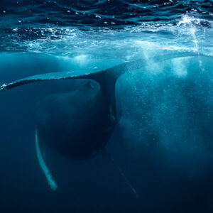 Humpback whale pectoral fin stretched horizontally in a bubble cloud, Kvænangen, Troms, Norway