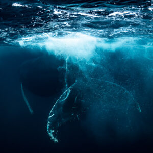 Humpback whale fin curving through a curtain of bubbles below the surface, Kvænangen, Troms, Norway