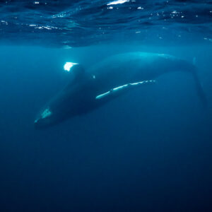 Distant humpback whale swimming in open blue water, full body, Kvænangen, Troms, Norway