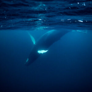 Baleine à bosse descendant tête en bas sous la surface, Kvænangen, Troms, Norvège