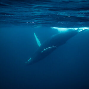 Humpback whale diving diagonally with pectoral fin raised, Kvænangen, Troms, Norway