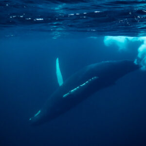 Humpback whale diving away from a burst of white water at the surface, Kvænangen, Troms, Norway