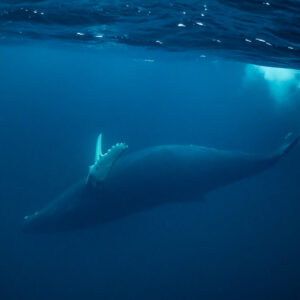 Humpback whale swimming below surface turbulence, pectoral fin up, Kvænangen, Troms, Norway