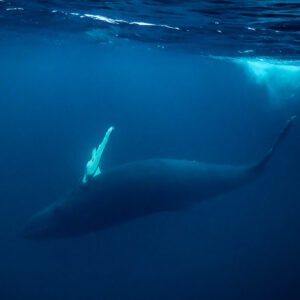 Humpback whale silhouette heading down beneath surface foam, Kvænangen, Troms, Norway