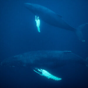 Two humpback whales swimming one above the other in deep blue, Kvænangen, Troms, Norway