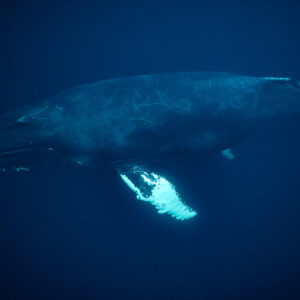 Baleine à bosse de profil, corps entier, en eau bleu profond, Kvænangen, Troms, Norvège