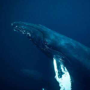 Humpback whale head and white pectoral fin seen from below, Kvænangen, Troms, Norway