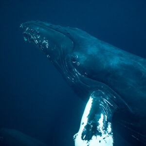 Close-up of humpback whale head, eye and pectoral fin base, Kvænangen, Troms, Norway