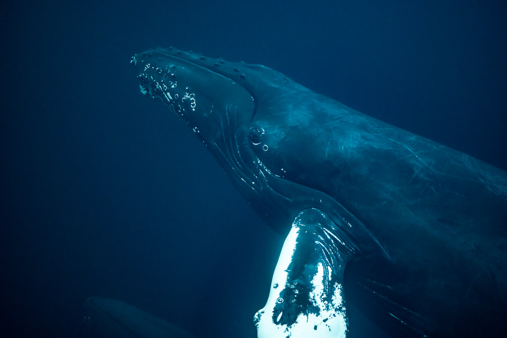 Gros plan sur la tête, l’œil et la base de la pectorale d’une baleine à bosse, Kvænangen, Troms, Norvège