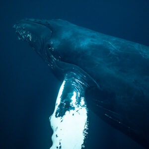 Humpback whale rostrum and white pectoral fin in tight framing, Kvænangen, Troms, Norway