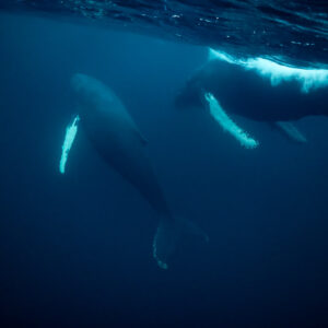 Two humpback whales near the surface, one diving head-down, Kvænangen, Troms, Norway