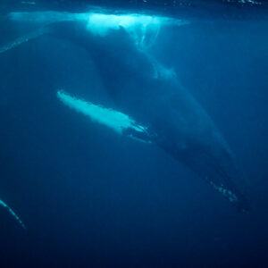 Humpback whales overlapping below the surface in blue light, Kvænangen, Troms, Norway