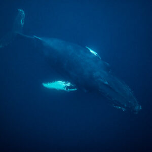 Humpback whale viewed from above swimming into the dark blue depths, Kvænangen, Troms, Norway