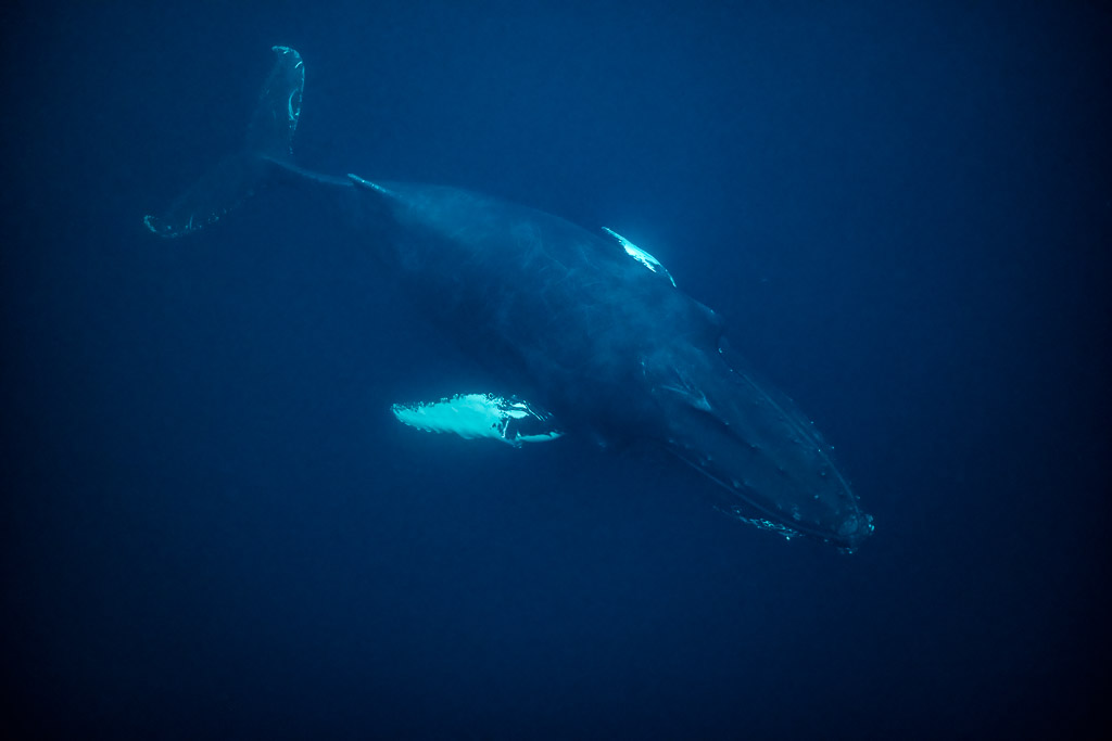 Baleine à bosse vue de dessus nageant vers les profondeurs bleu sombre, Kvænangen, Troms, Norvège