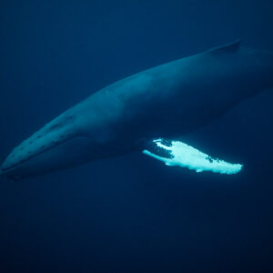 Humpback whale gliding left in dark blue water, side view, Kvænangen, Troms, Norway