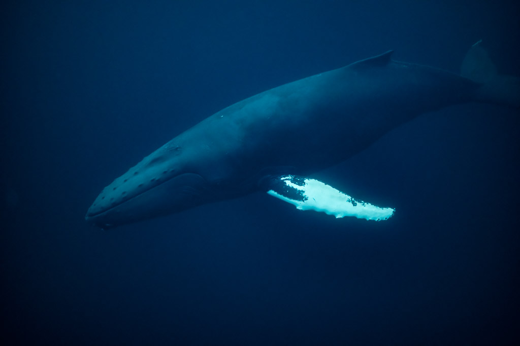 Baleine à bosse glissant vers la gauche en eau bleu sombre, vue de côté, Kvænangen, Troms, Norvège