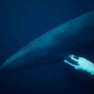 Humpback whale passing close, long body and white pectoral fin, Kvænangen, Troms, Norway